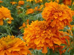 Y no te preocupes, que el cempasúchil ¡es comestible!. UNSPLASH/  AA Román