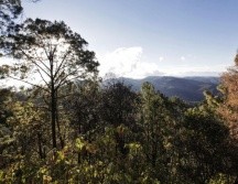 Buscan alinear la nueva legislación con la Ley General de Desarrollo Forestal Sustentable. ESPECIAL