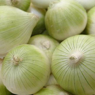 Relacionan brote de salmonelosis en EU con cebollas mexicanas