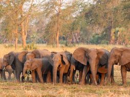 Los genes son los responsables de que los elefantes hereden los colmillos de sus padres. AP/ ElephantVoices