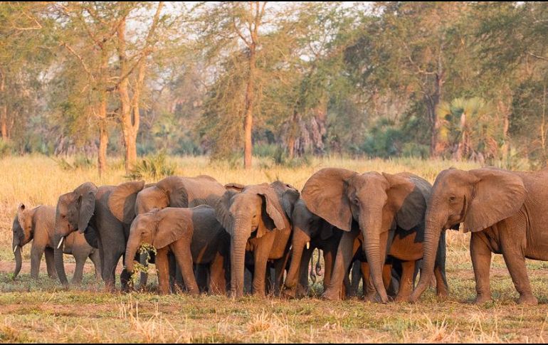 Los genes son los responsables de que los elefantes hereden los colmillos de sus padres. AP/ ElephantVoices