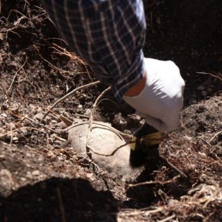 Hallan al menos diez fosas clandestinas en Morelos