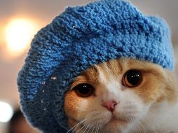 El gato con frecuencia repele el contacto con el agua por eso el acto es considerado una violación de la ley a la protección animal en el país asiático. AFP / ARCHIVO