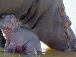 Es la primera vez que se declara a animales como personas jurídicas en Estados Unidos. AFP/ ARCHIVO