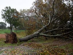 Trabajadores de servicios públicos trabajaban para restaurar la electricidad una vez que los vientos y la lluvia disminuyeron durante el día. EFE/C. Gunther
