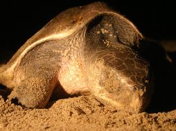 El evento es descrito como la mortandad masiva de tortugas marinas más grave del Istmo de Tehuantepec. EL INFORMADOR/ARCHIVO