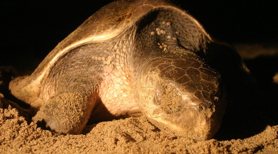 El evento es descrito como la mortandad masiva de tortugas marinas más grave del Istmo de Tehuantepec. EL INFORMADOR/ARCHIVO