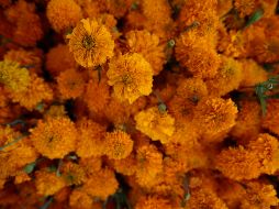 La flor endémica posee cierta partícula que puede liberar una sustancia que elimina las células cancerosas. EL INFORMADOR/ARCHIVO