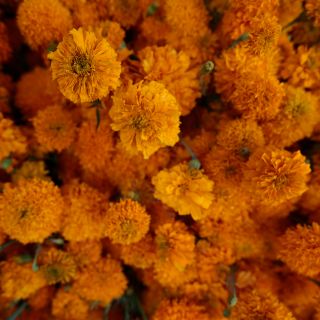 ¡Increíble! Científicos mexicanos combatirán el cáncer de colon con flor de cempasúchil