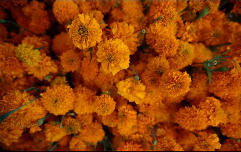 La flor endémica posee cierta partícula que puede liberar una sustancia que elimina las células cancerosas. EL INFORMADOR/ARCHIVO