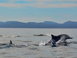 En un buen día, podrás disfrutar de los defines a tu alrededor / Foto: Marifer Rached