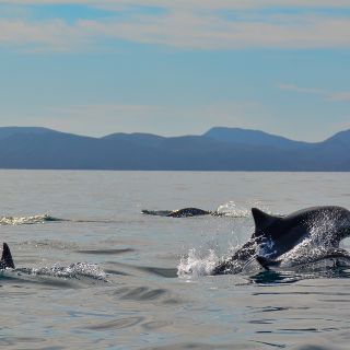 The bucketlist: Loreto, el acuario del mundo