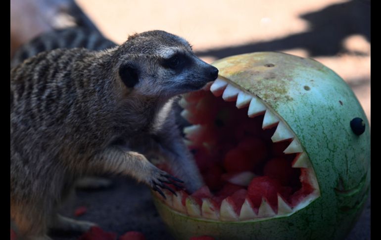 Lémures, suricatas, osos, elefantes y monos recibieron presentes con frutas y granos. AFP/J. Ordonez