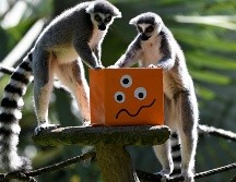 Lémures, suricatas, osos, elefantes y monos recibieron presentes con frutas y granos. AFP/J. Ordonez
