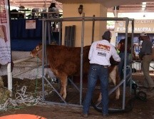 La Expo Ganadera Jalisco es el punto de encuentro para los productores de carne de la región, además ofrecen un programa de actividades relacionadas con agronegocios y otras actividades para el público en general. EL INFORMADOR