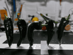 La NASA y la misión Crew-2 trabajan en una cosecha de Chiles en la Estación Espacial Internacional. ESPECIAL / M. MCARTHUR