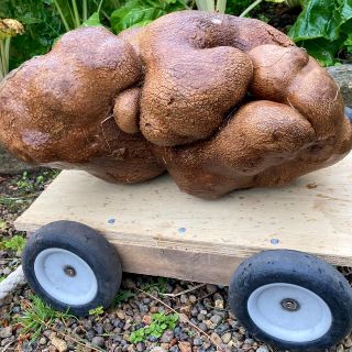 ¡Pesa casi ocho kilos! Pareja se topa con enorme vegetal en su jardín