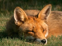 Autoridades ambientales del país siguen en labores de captura. ESPECIAL/Photo by Lachlan Gowen on Unsplash
