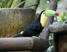 Los animales son felices este increíble paraíso natural / Foto: Cortesía