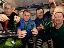 Los astronautas cosecharon los primeros chiles en el espacio. AP/ NASA