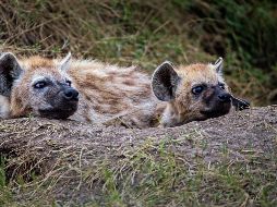 Las hienas no fueron las únicas especies en dar positivo al virus. ESPECIAL/Photo by David Clode on Unsplash