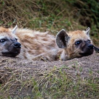 ¿Ahora quién reirá? Detectan el primer caso de coronavirus en hienas