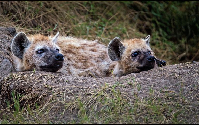 Las hienas no fueron las únicas especies en dar positivo al virus. ESPECIAL/Photo by David Clode on Unsplash