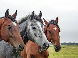 Mejoran sus vidas con equinoterapia
