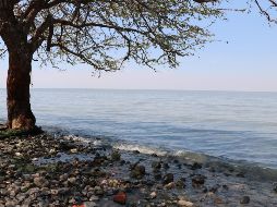 En los primeros muestreos, autoridades encontraron la presencia de organismos de importancia como microalgas cianofitas. EL INFORMADOR/ARCHIVO