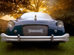 Vive la experiencia del último adiós de tu mascota / Foto: Cortesía Bye Bye Friend