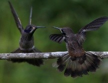 En total, los científicos investigaron 77 especies de aves de diferentes hábitats, afectadas por el calentamiento global. EFE / ARCHIVO
