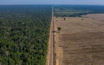 Registra la Amazonia brasileña deforestación récord en octubre