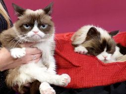 Si bien, existen las personas que deciden tener un gato como mascota, también están todos aquellos que la piensan dos veces. EFE / ARCHIVO