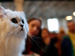 Tener una mascota, en especial un gato, es beneficioso para la salud física de los humanos. AP / ARCHIVO