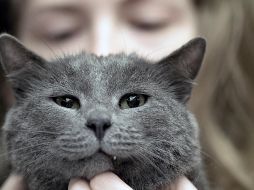 Es importante conocer información sobre la especie a fin de llevar una excelente relación con el gato y no maltratarlo. AP / ARCHIVO