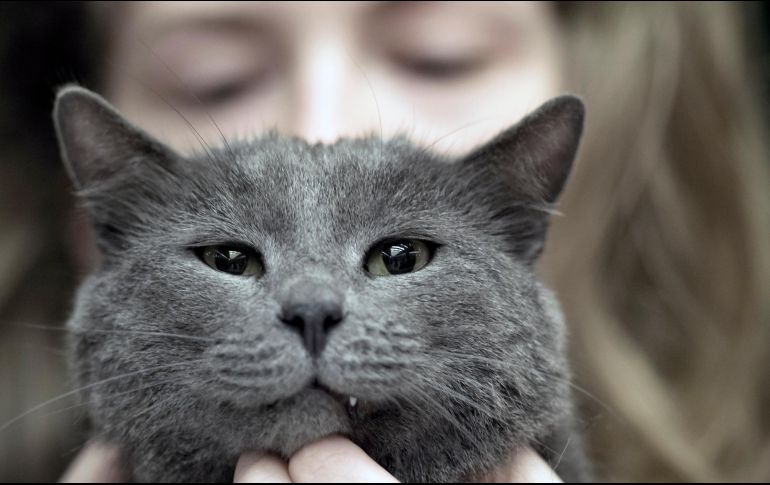 Es importante conocer información sobre la especie a fin de llevar una excelente relación con el gato y no maltratarlo. AP / ARCHIVO