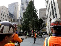 El abeto portará 50 mil luces multicolores y lo coronará una estrella de 400 kilos. EFE/P. Foley