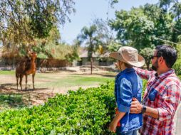 Aprovecha estos momentos para pasar tiempo de calidad / Foto: OFVCG