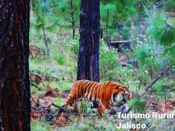 Investigaciones de la Profepa no lograron identificar a los dueños del tigre ni si su posesión es legal. FACEBOOK/TRJalisco