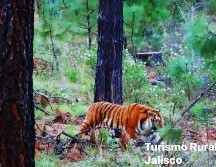 Investigaciones de la Profepa no lograron identificar a los dueños del tigre ni si su posesión es legal. FACEBOOK/TRJalisco