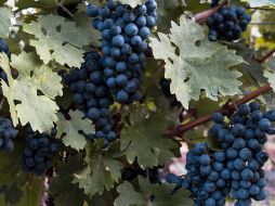 UNSPLASH/ DAN CRISTIAN