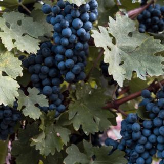 10 datos que desconocías sobre la uva, la fruta de temporada