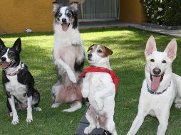 La venta de perros y gatos en tiendas de animales estará prohibida a partir del 1 de enero de 2024. Estos ya no podrán exponerse en los escaparates y su venta en línea estará mejor regulada. SUN / ARCHIVO