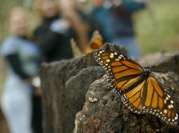 Las mariposas migran desde el sur de Canadá y el norte de Estados Unidos. Recorren miles de kilómetros para pasar el invierno en el centro de México. EL INFORMADOR/Archivo