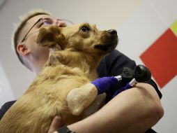 ¡En pie de lucha! Perrita sobreviviente vuelve a caminar con ayuda de prótesis