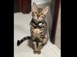 El ofrecimiento de una fuerte recompensa ha motivado diversas reacciones en las redes sociales, en las que jóvenes convocan a emprender una fuerte búsqueda de la mascota para cobrar el dinero que se ofrece. FACEBOOK / Vecinos Valle Alto Comunidad