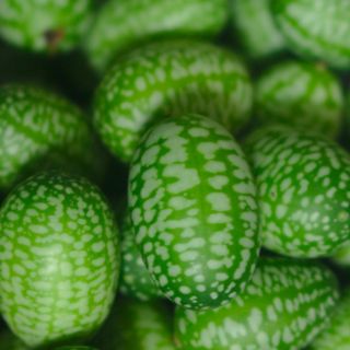 Cucamelón, la pequeña fruta que no conocías pero se convertirá en tu favorita