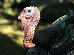 Al igual que Biden, los expresidentes de los Estados Unidos han llevado a cabo el 