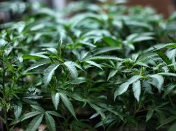 Empresa se amparó contra la ley que solo permiten el cultivo de marihuana con fines médicos o científicos. AP/ARCHIVO