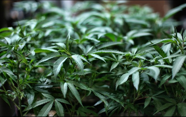 Empresa se amparó contra la ley que solo permiten el cultivo de marihuana con fines médicos o científicos. AP/ARCHIVO